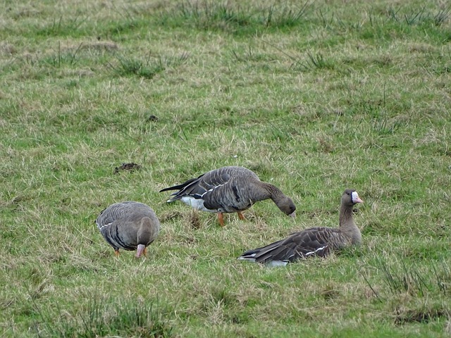 中的表现 中的表现