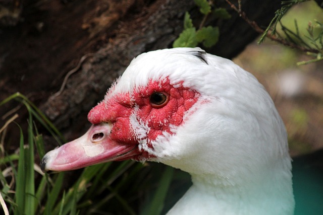 了球员的高 了球员的高